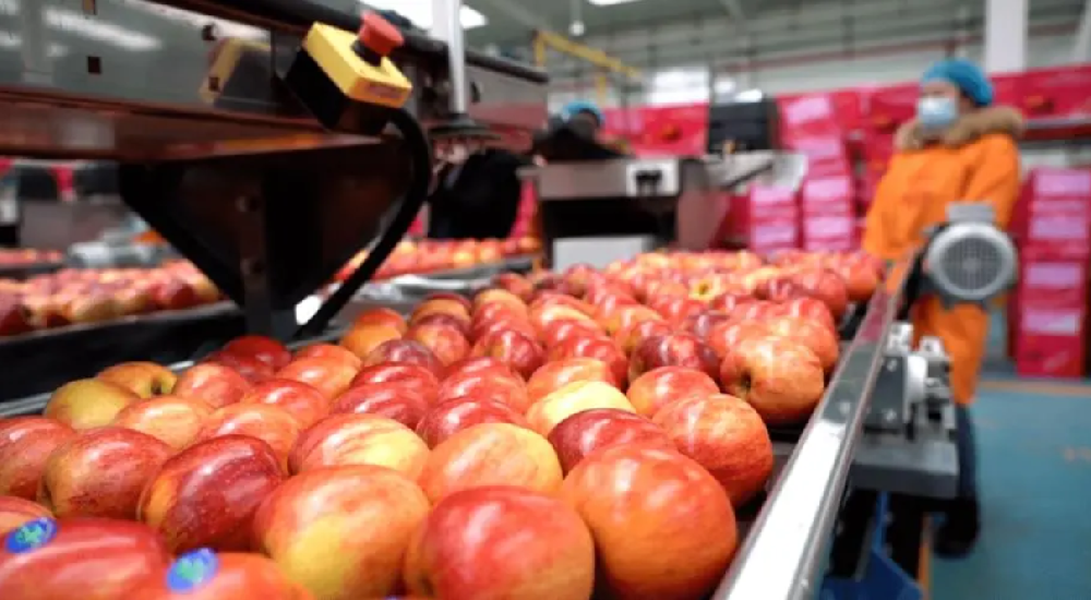 昭通“小苹果”变身乡村振兴的“大产业”